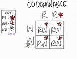 Incomplete Dominance vs Codominance - Laney Lee