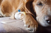 Botulism in Dogs | VCA Animal Hospital