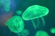 Free Images : jellyfish, invertebrate, fluorescent, cnidaria, organism ...