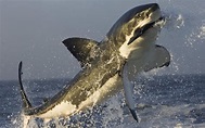 Tiburón blanco cazando - 1680x1050 :: Fondos de pantalla y wallpapers