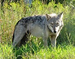 Great Plains wolf (Canis lupus nubilus); DISPLAY FULL IMAGE.
