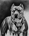 pitbull by rickygonza on Newgrounds | Pitbull drawing, Pitbull art ...