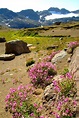 City tour and hike to the flower valley | Tasiilaq | East Greenland ...