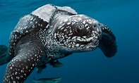 BIO227Fall2015.01: The Leatherback Sea Turtle