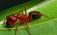 Red Carpenter Ant - Photography Forum