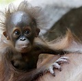 Süße Tierwelt: 30 der niedlichsten Tiere der Welt - Bilder & Fotos - WELT