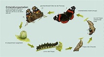 schön beschrieben - Lebenszyklus | Schmetterling lebenszyklus ...