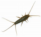 Silverfish Features, Life Cycle, Effects, and Pest Control - Dengarden