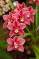 200 nombres de orquídeas con imágenes - Id Plantae