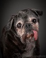 Old Faithful: Warm And Intimate Photos Of Really Old Dogs | Bored Panda