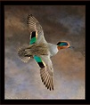 Green-winged Teal Mounts Waterfowl Taxidermy Exceptional Quality ...