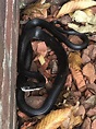 Just to be sure. This is just a common black snake, correct? NC. : r ...