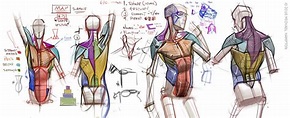 23+ michael hampton anatomy - NaginSinead