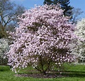 Magnolia stellata - Trees and Shrubs Online