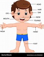 Human Body Chart For Kids