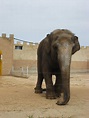 Elephant - Auto Safari Zoo (Safari Zoo), Sa Coma, Mallorca - a photo on ...