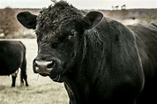 Our beutiful Black Angus bull Big Daddy. He's as gentle as a kitten ...