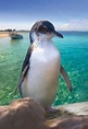 Day trip to Penguin Island in Perth - West Australian Explorer