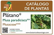 Musa Paradisiaca – Jardín Botánico Prof. Eugenio de Js. Marcano
