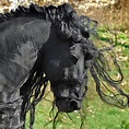 Frederick The Great Horse / Friesian Stallion The Great - The Most ...