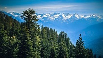 Bosques en California, Estados Unidos.