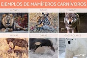 Animales CARNÍVOROS - Ejemplos y características (lista CON FOTOS)