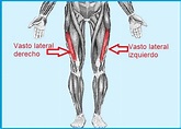 Vasto lateral: función, origen, inserción, inervación