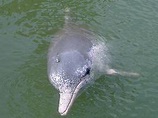 中華白海豚 - 维基百科，自由的百科全书