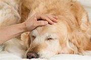 7 Signs of Rocky Mountain Spotted Fever in Dogs | petMD