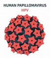 Cell structure of the human papillomavirus HPV 3175311 Vector Art at ...