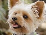 Yorkshire Terrier - Full Profile, History, and Care