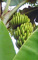 The Biggest Plant Dictionary: Musa paradisiaca