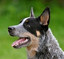 Australian Cattle Dog Breed » Information, Pictures, & More