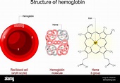 Estructura de la hemoglobina. Glóbulos rojos, molécula de hemoglobina y ...