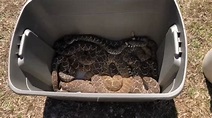'There's just snakes everywhere': Pest control removes 45 rattlesnakes ...