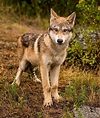 Filhote de lobo cinzento (Canis lupus). Fotografia: Steven Clevidence ...