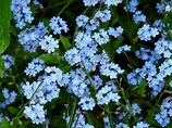 Forget Me Not Flower Meadow - Free photo on Pixabay - Pixabay