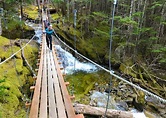 Grizzly Falls Ziplining Expedition • Alaska Shore Tours