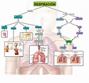 Cuadros sinópticos sobre el aparato respiratorio humano: Intercambio de ...