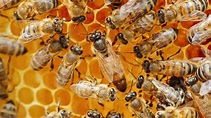 Bestaat het Queen Bee-effect nog? - Nieuws - Universiteit Utrecht