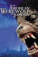 Un lupo mannaro americano a Londra (1981) - Commedia