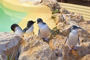 Penguin Island, Perth - Visiting the World's Smallest Penguins ...