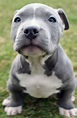 Blue Nose Pitbull Puppies Wallpaper