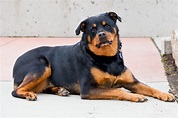 Roman Rottweiler: Breed Guide, Info, Pictures, Care & More! | Pet Keen