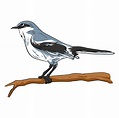 How to Draw a Mockingbird - Really Easy Drawing Tutorial