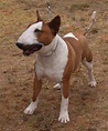 Bull Terrier - Canine Pals