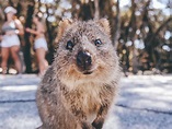 Die Top 5 der süßesten Tiere Australiens | Urlaubstracker