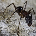 Ant Spotlight: The Carpenter Ant · ExtermPRO