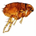 Common Types of Fleas in Texas | The Bug Master