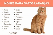 +100 Nomes para GATOS LARANJAS e AMARELOS - Ideias e Significados